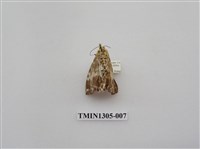 藏品(尺蠖蛾科)的圖片